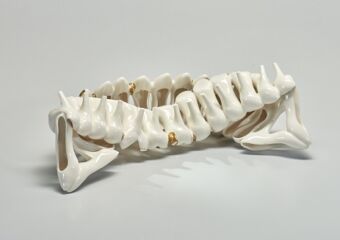 Devour Ⅲ, Angel Chan, Porcelain, 2018